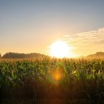 Foot-and-Mouth Disease (FMD) and African Swine Fever (ASF): What South African Consumers Need to Know