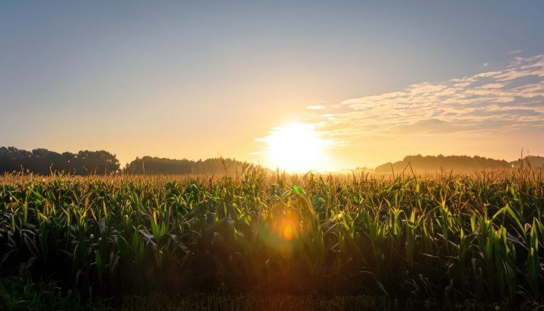 Foot-and-Mouth Disease (FMD) and African Swine Fever (ASF): What South African Consumers Need to Know