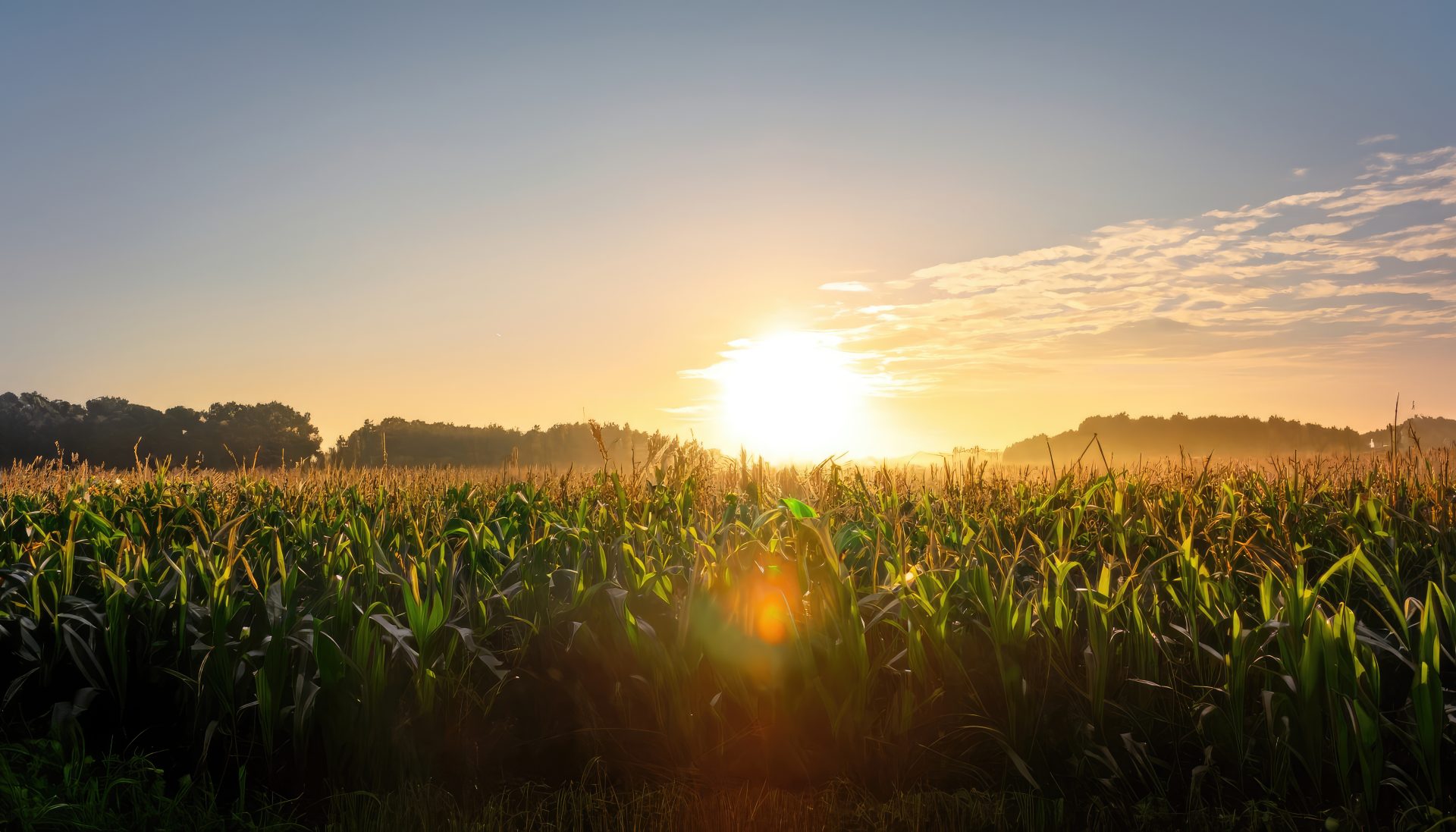 Foot-and-Mouth Disease (FMD) and African Swine Fever (ASF): What South African Consumers Need to Know